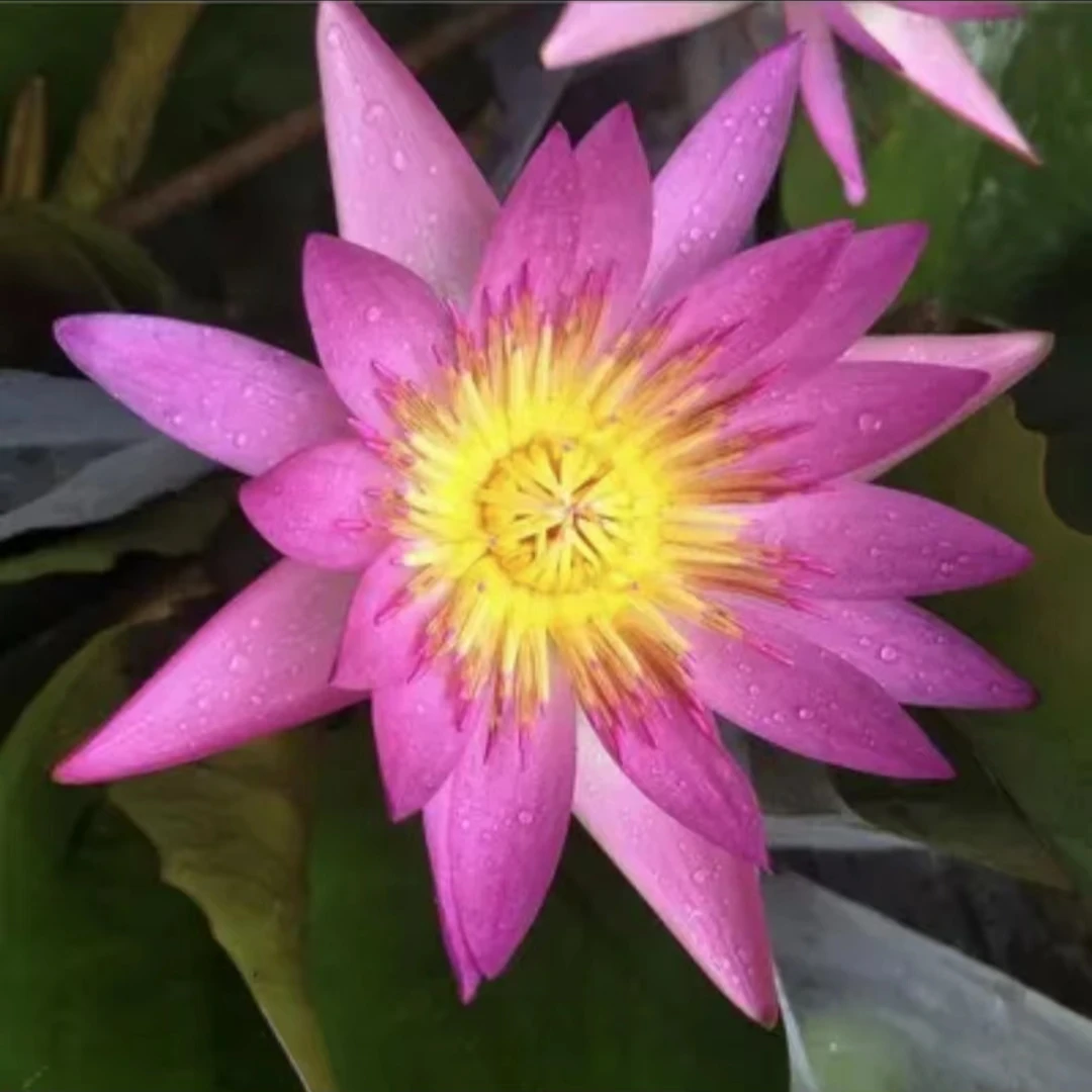 【鲁比带花苞发货】睡莲水培植物荷花带花阳台庭院四季开花水养