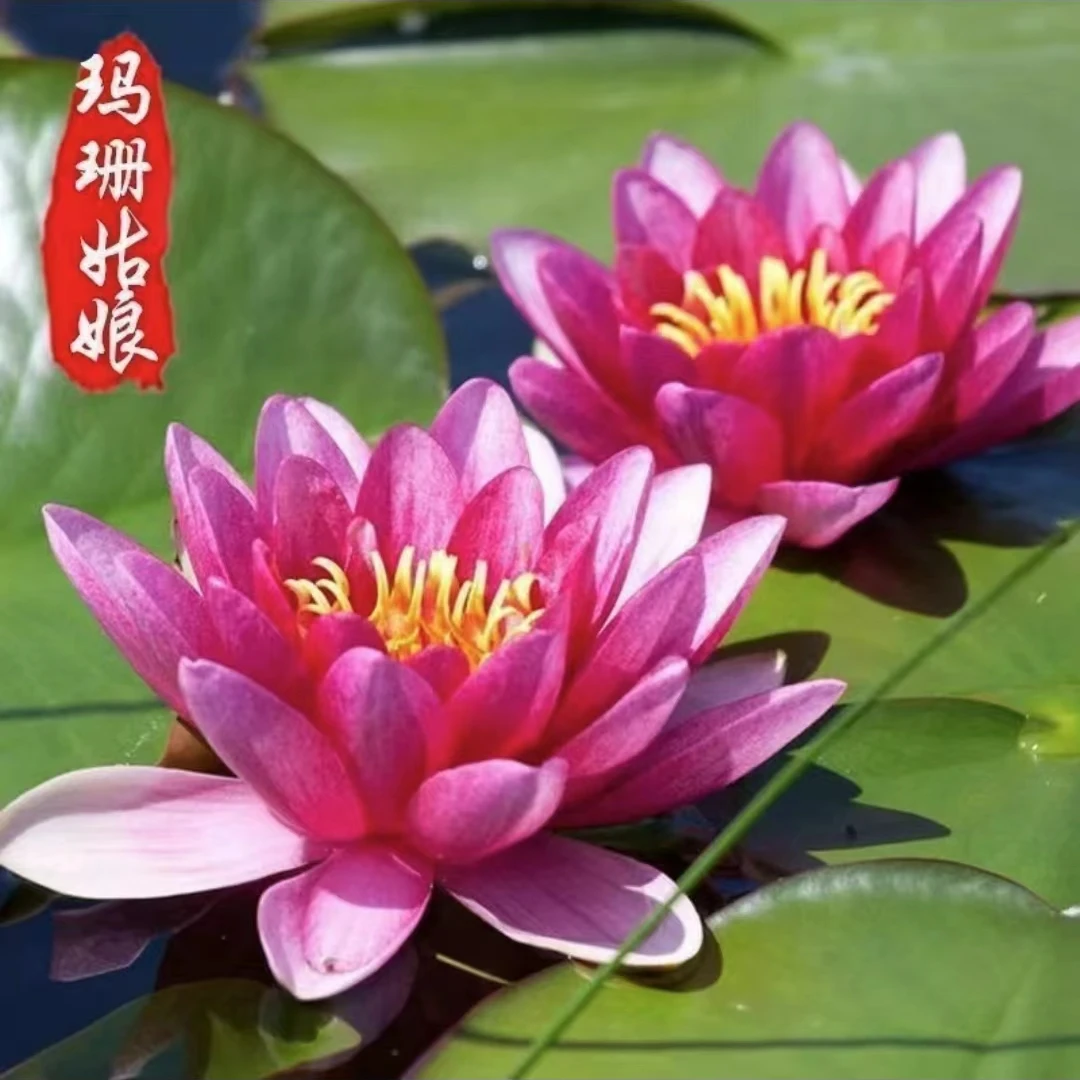【玛珊姑娘】睡莲精品大型耐寒水池塘带花苞盆栽根块茎培