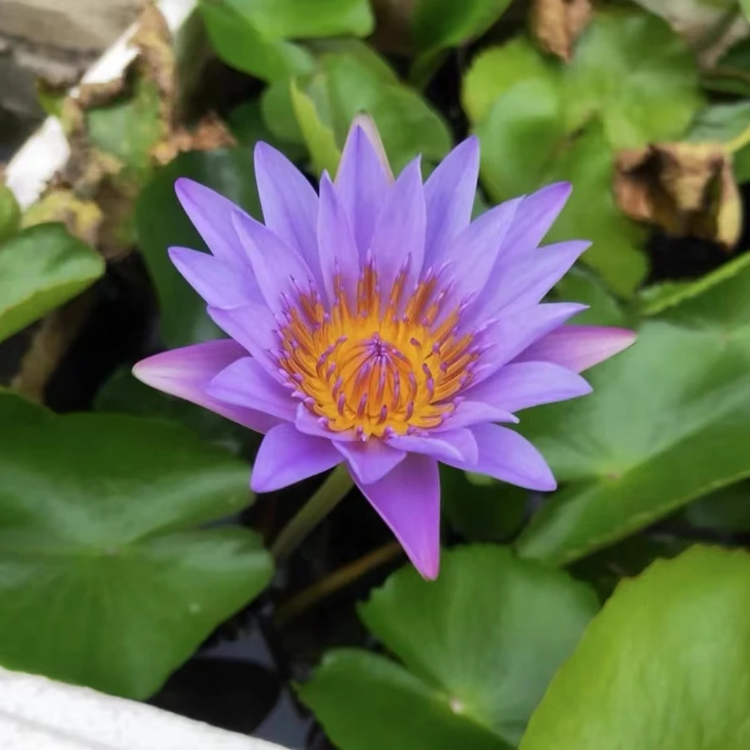 【蓝鸟带花苞发货】睡莲水培植物荷花带花阳台庭院四季开花水养花卉