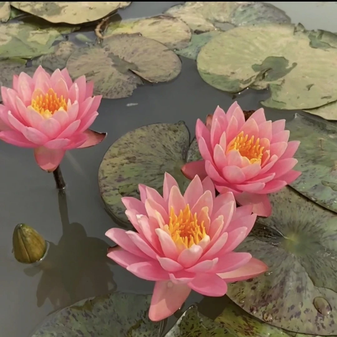 橙色日落丰花大花带花苞盆栽池塘睡莲