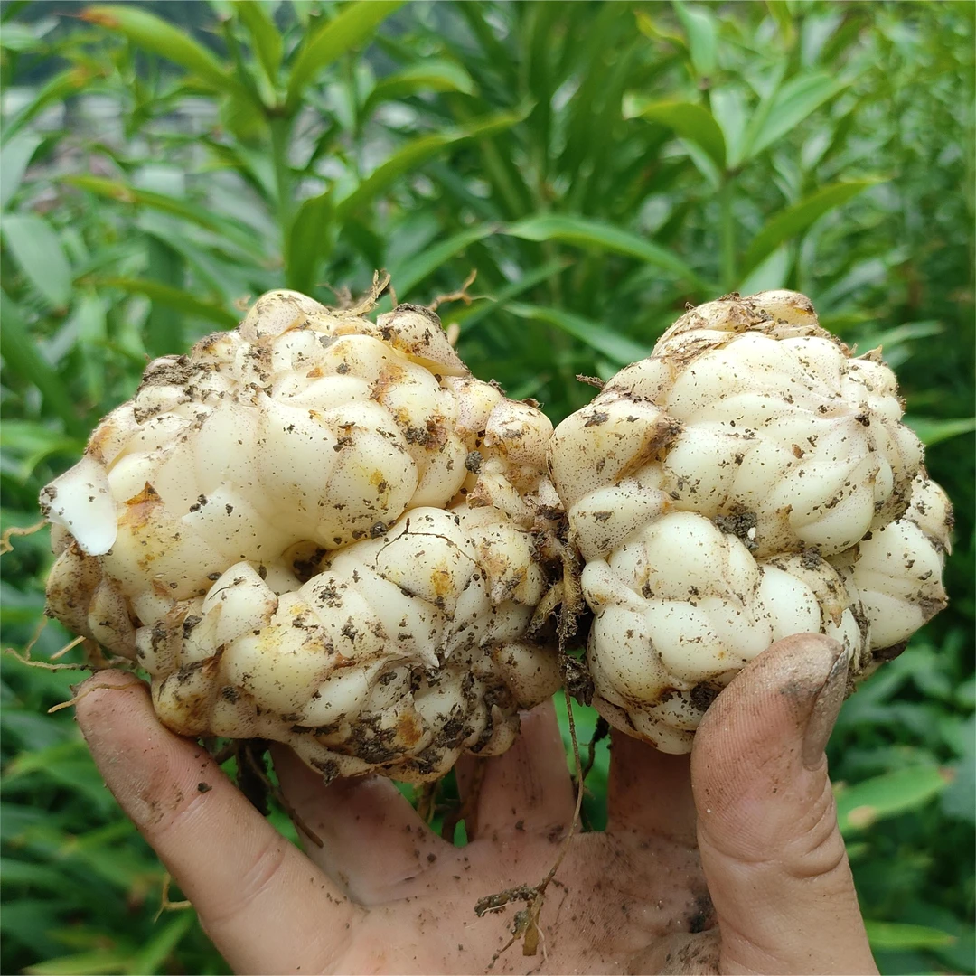 新鲜万载白水龙牙百合