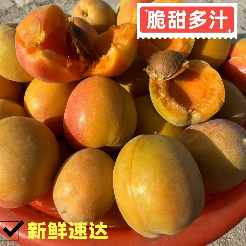 新疆阿克苏4团小红杏脆甜多汁