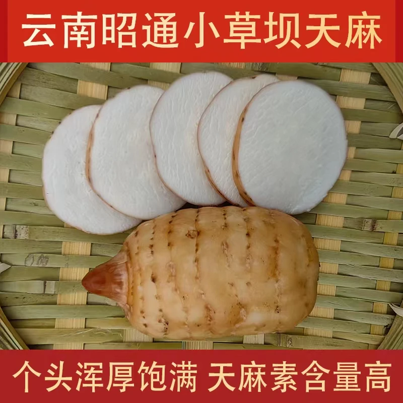 【新鲜天麻】云南昭通小草坝天麻生态天然种植现挖现发中果5-7个