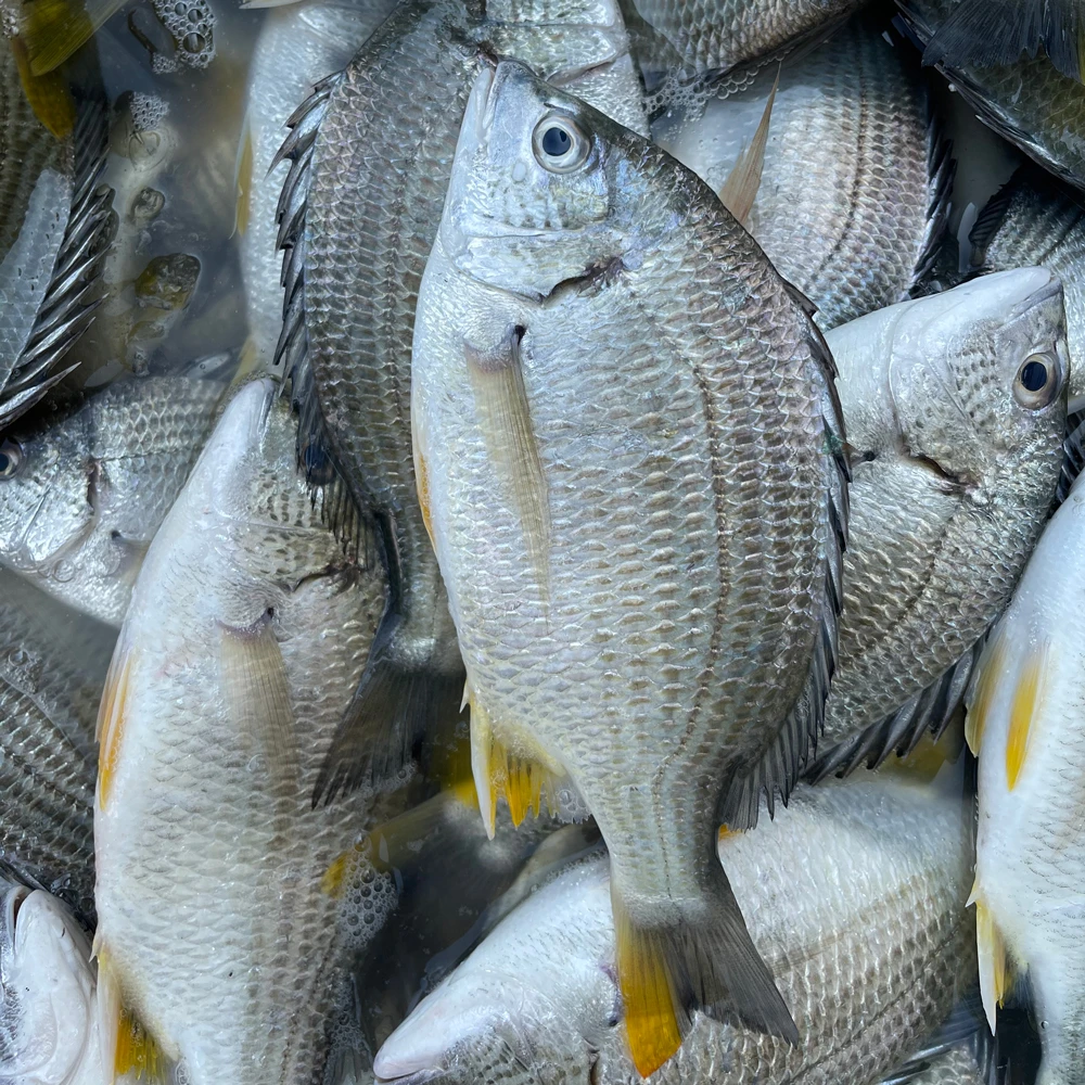 海钓黄翅鱼 广东野生黄脚立 鲜活速冻 顺丰发货