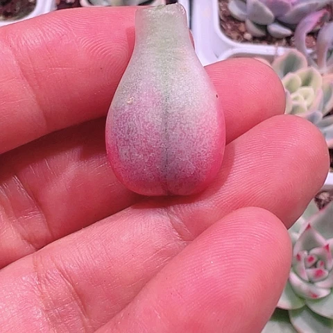 睿*儿多肉植物多肉植物