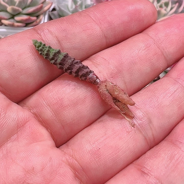 随**起多肉植物多肉植物