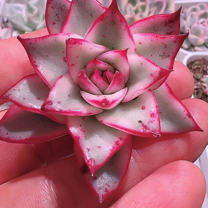 䒕****?多肉植物多肉植物