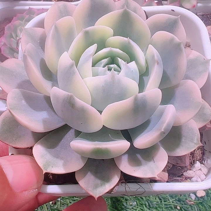 遥*多肉植物多肉植物