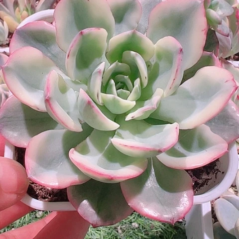 多肉植物万多肉植物