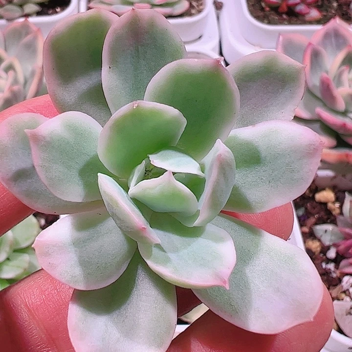 静**霞多肉植物多肉植物