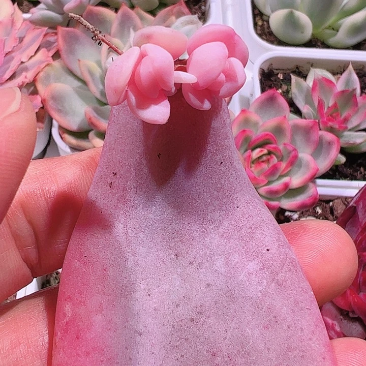俩*贝多肉植物多肉植物