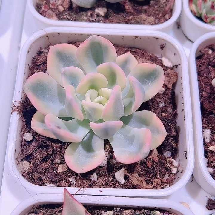 多肉植物多肉植物