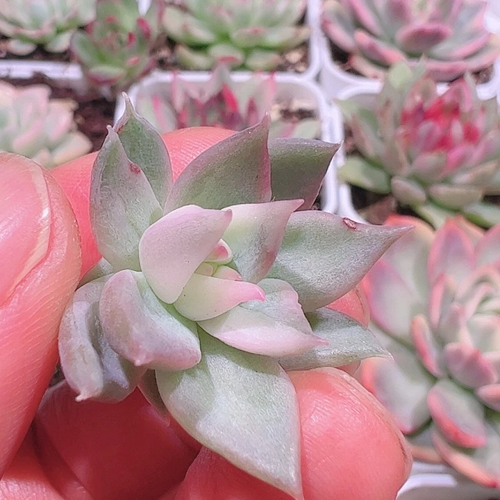 啵****?多肉植物多肉植物