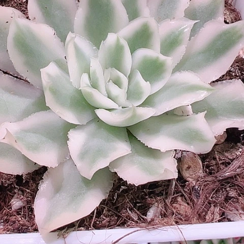 江*添多肉植物多肉植物