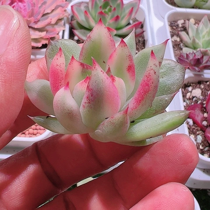 ～*来多肉植物多肉植物