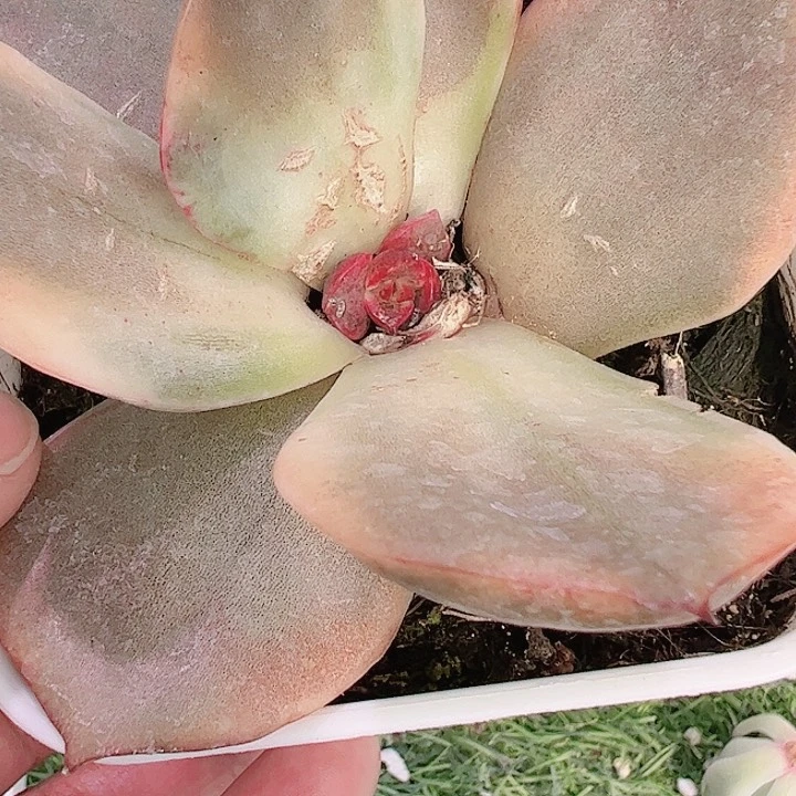 M****7多肉植物多肉植物