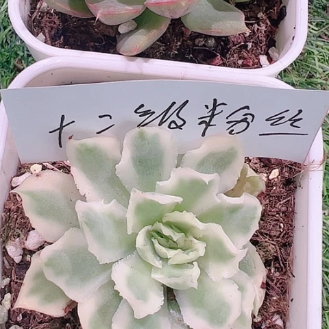 没***玩多肉植物多肉植物