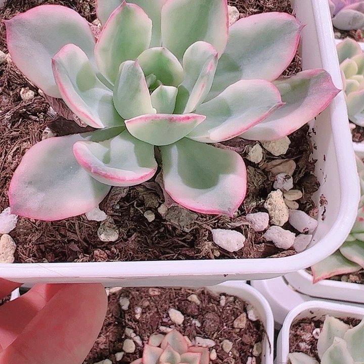 我****。多肉植物多肉植物