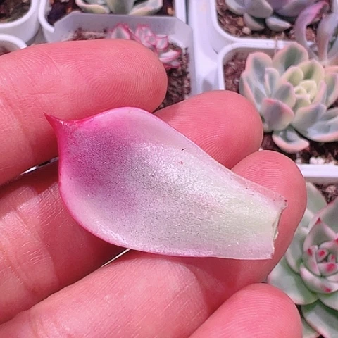 一**界多肉植物多肉植物