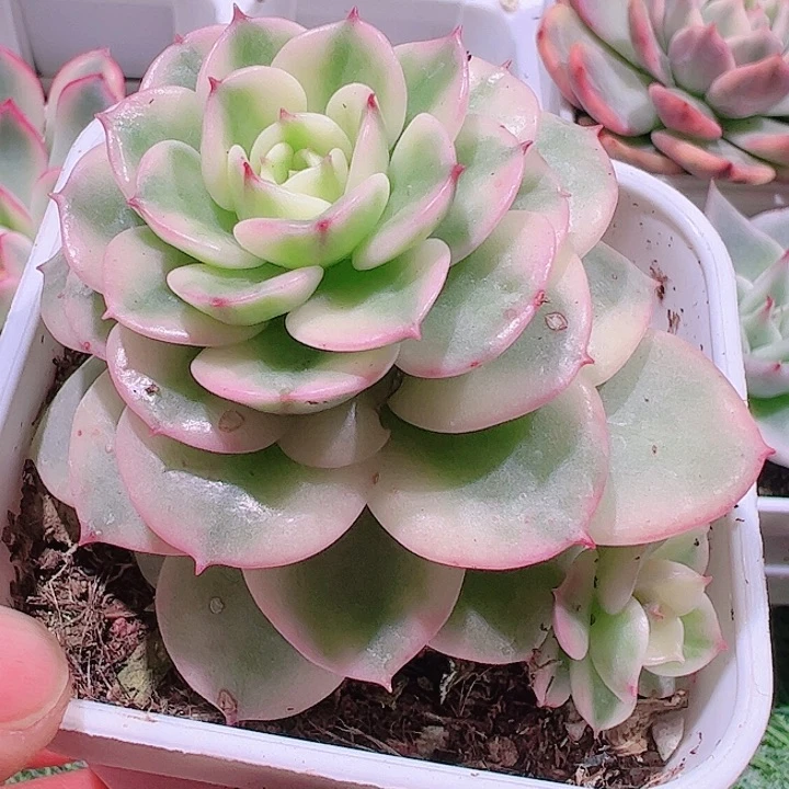 小*?多肉植物多肉植物