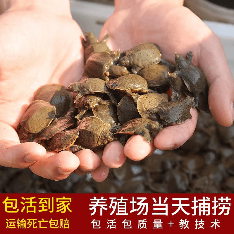 【2-4克甲鱼苗】外塘冷水养殖甲鱼苗中华鳖小团鱼原生态放健康活泼
