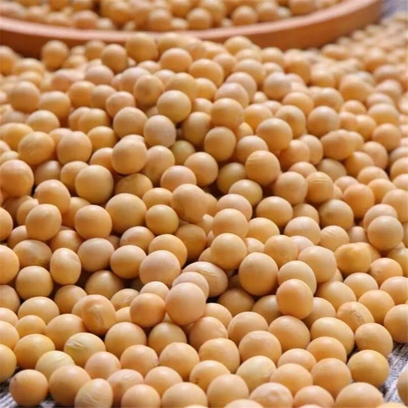 东北黄豆打豆浆专用 发豆芽 高蛋白黑土地农家笨黄豆5斤