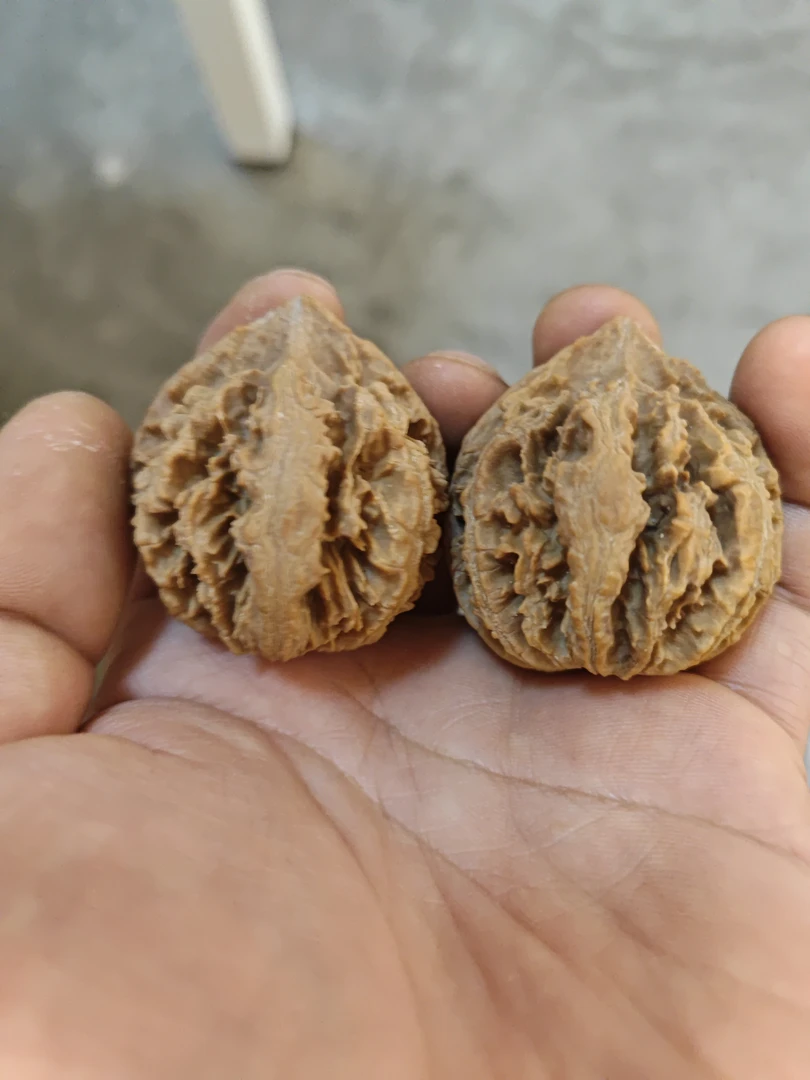 秦岭高庄粗经灯笼