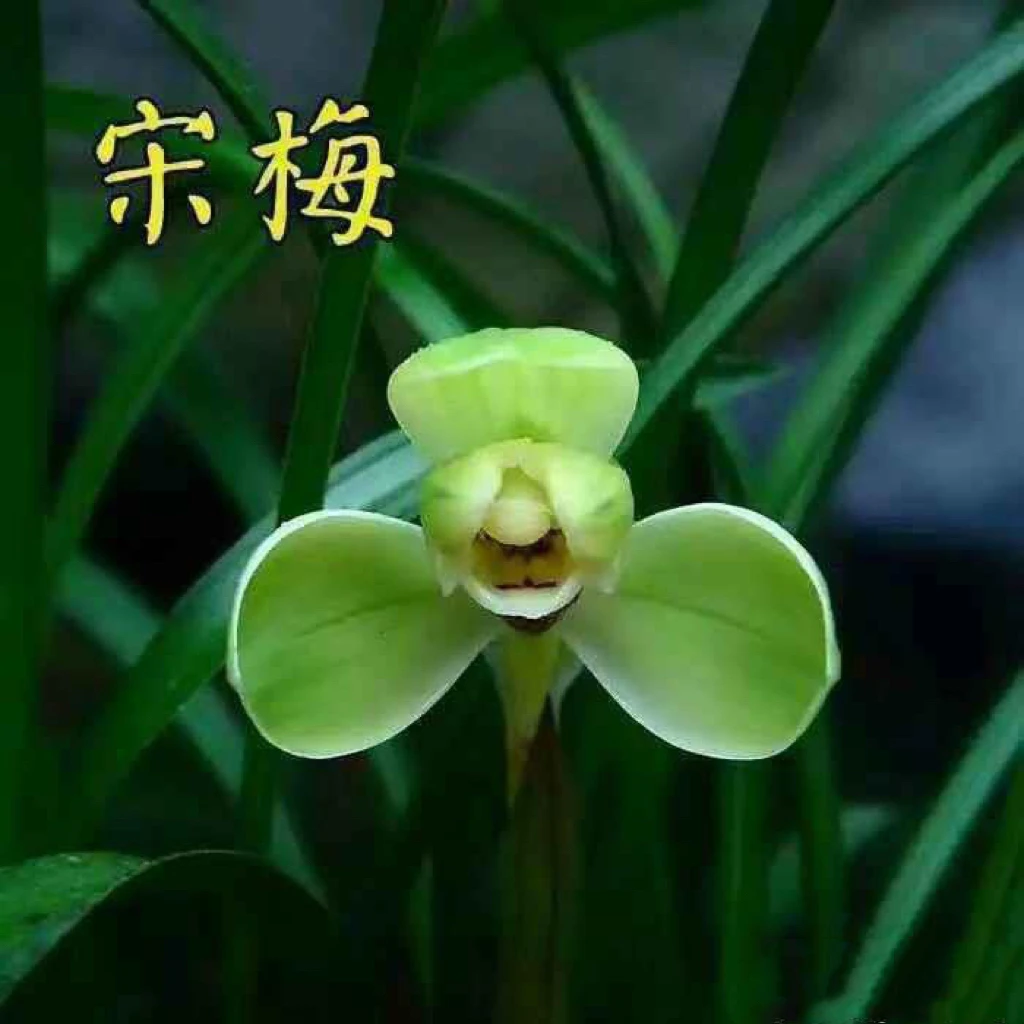 自然养老种宋梅老八种之首梅瓣之首。叶形飘逸叶质好