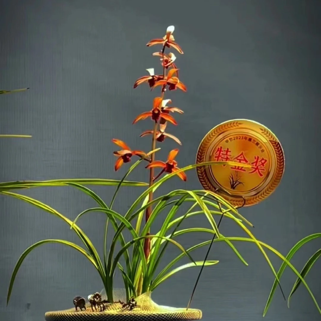 蕙兰名品，传奇，兰花绿植花卉养护光照大小遮阴生长展示根部
