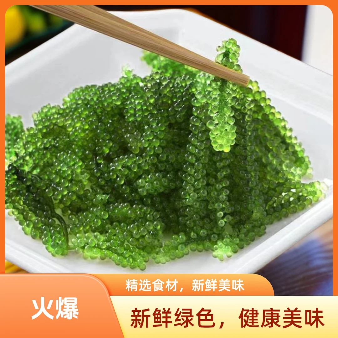 海葡萄盐渍美味新鲜营养凉拌菜海藻菜袋绿色鱼子酱寿司送芥末美味