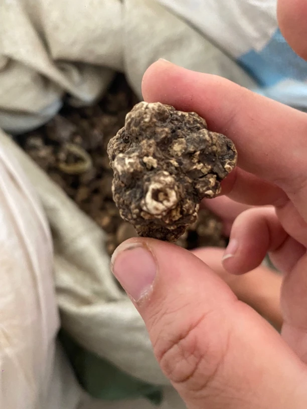 云南地道野生川胸根煲汤泡酒