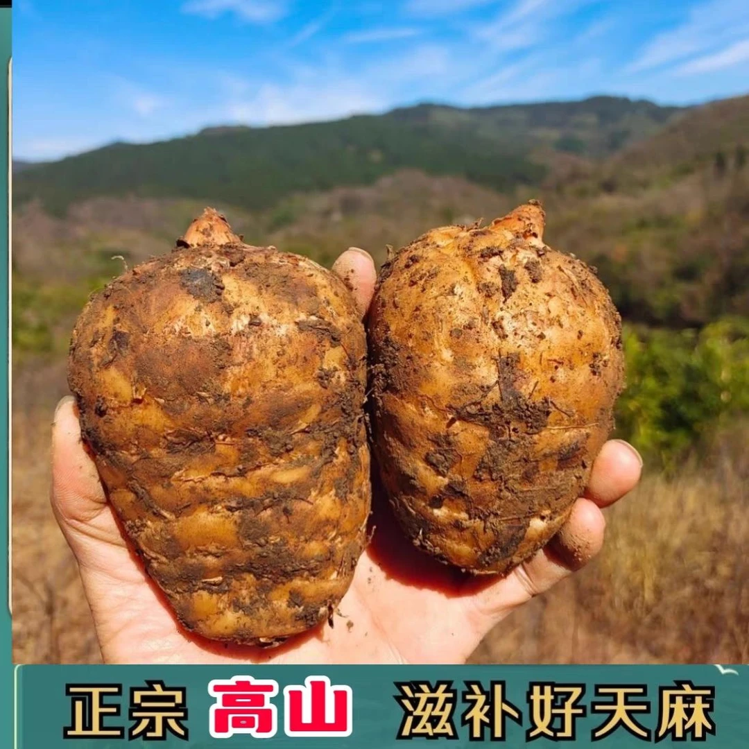 云南昭通小草坝乌天麻新鲜直发煲汤炖鸡营养丰富