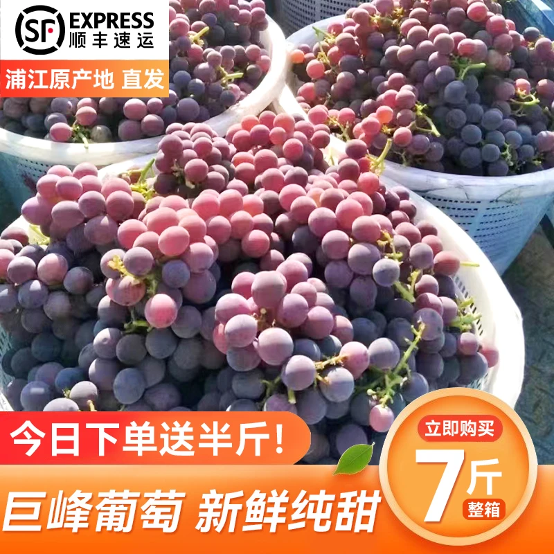浦江巨峰葡萄5斤净重现摘现发送礼整箱精品装