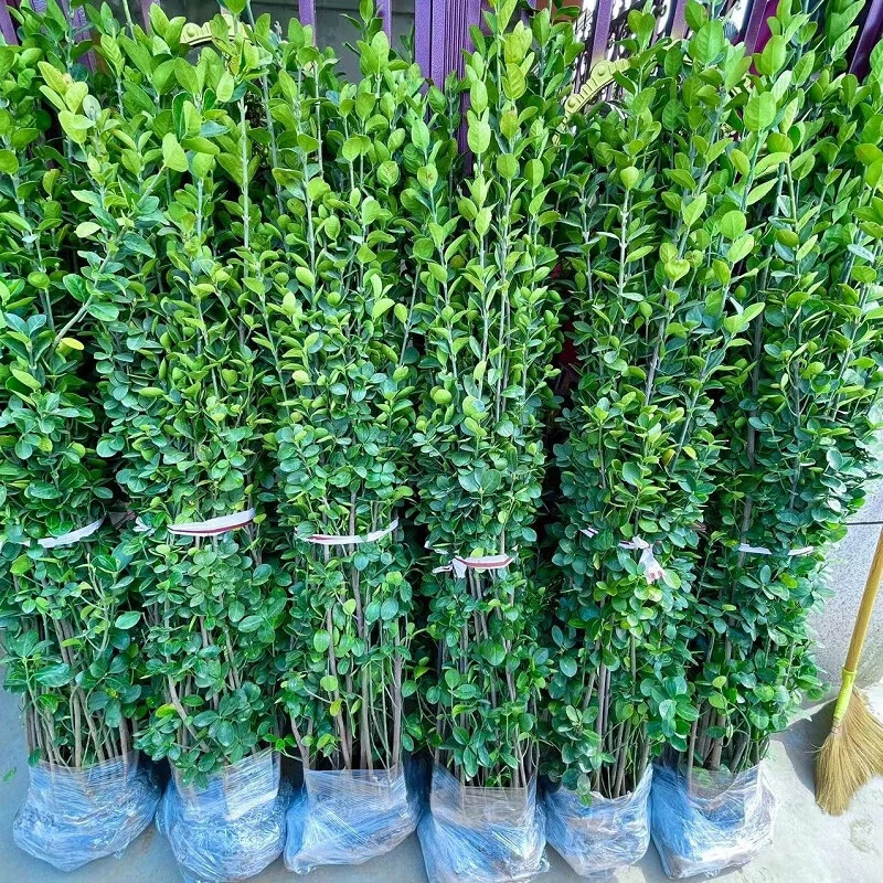 正宗北海道黄杨篱笆墙庭院室外绿植围栏篱笆直立冬青耐寒四季常青