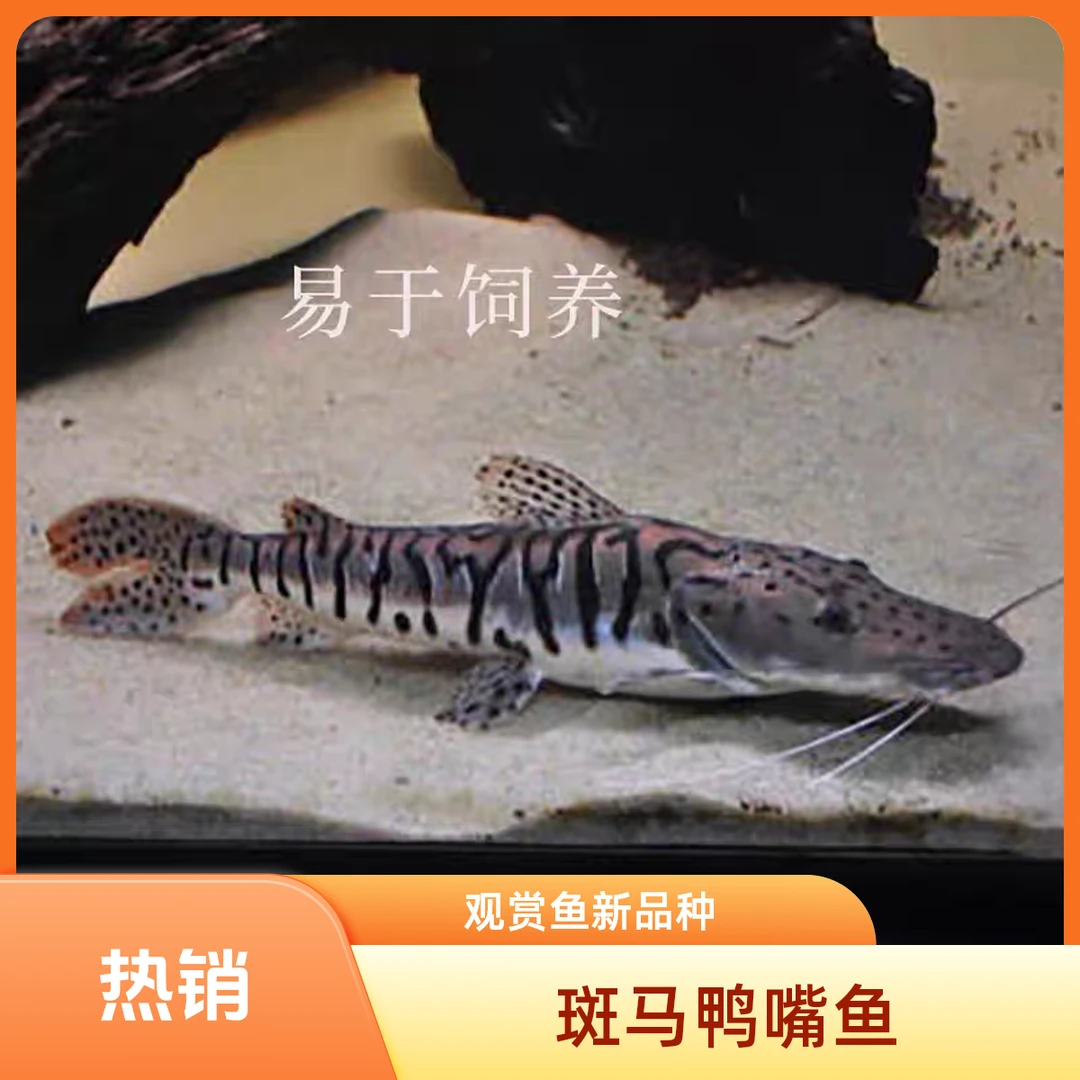 虎斑鸭嘴鲨鱼活体虎纹鸭嘴鱼淡水鲨鱼大型凶猛观赏鱼包邮饲养