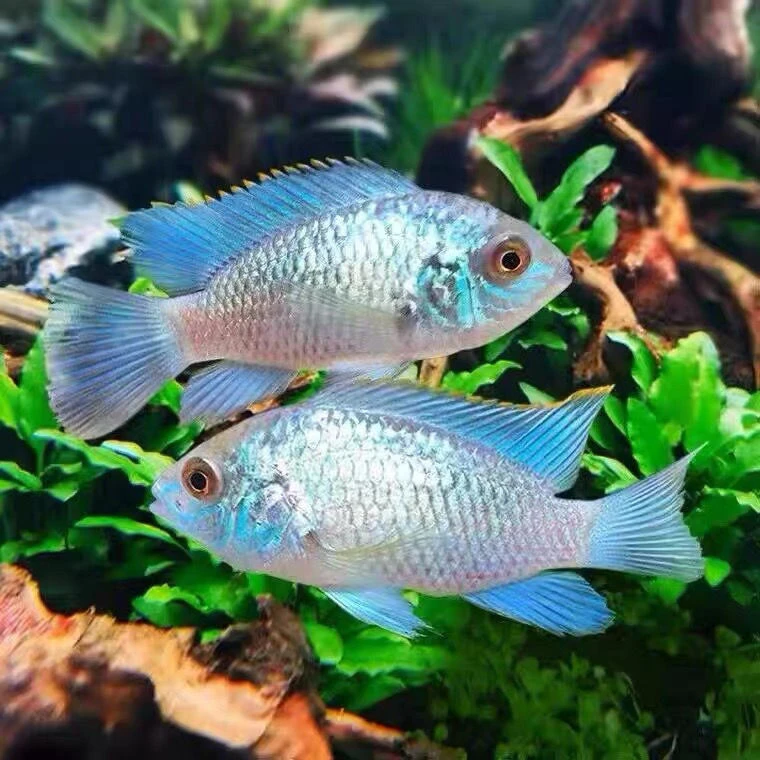 湛蓝宝石鱼翡翠凤凰桑尼亚蓝凤凰南美短鲷三湖慈鲷热带观赏鱼清仓