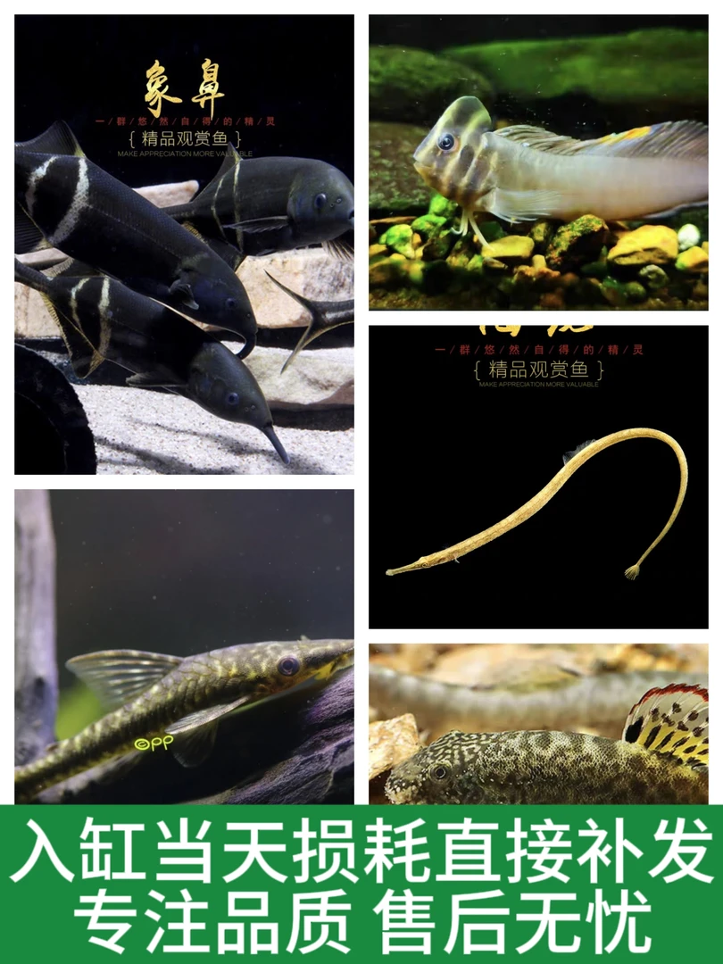 广州发货：清洁工具鱼合集、皮实好养不咬鱼可混养、已检疫驱虫定水