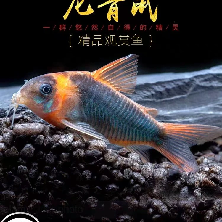 委内瑞拉青鼠萨瑞塔鼠尼青鼠印第安鼠底层栖息清洁鼠鱼清洁观赏鱼
