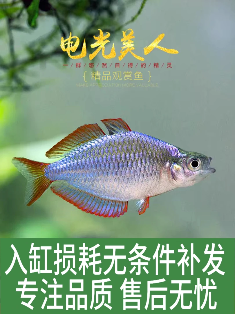 电光美人鱼石美人刚果美人蓝美人电光球热带观赏鱼闯缸热带鱼活体