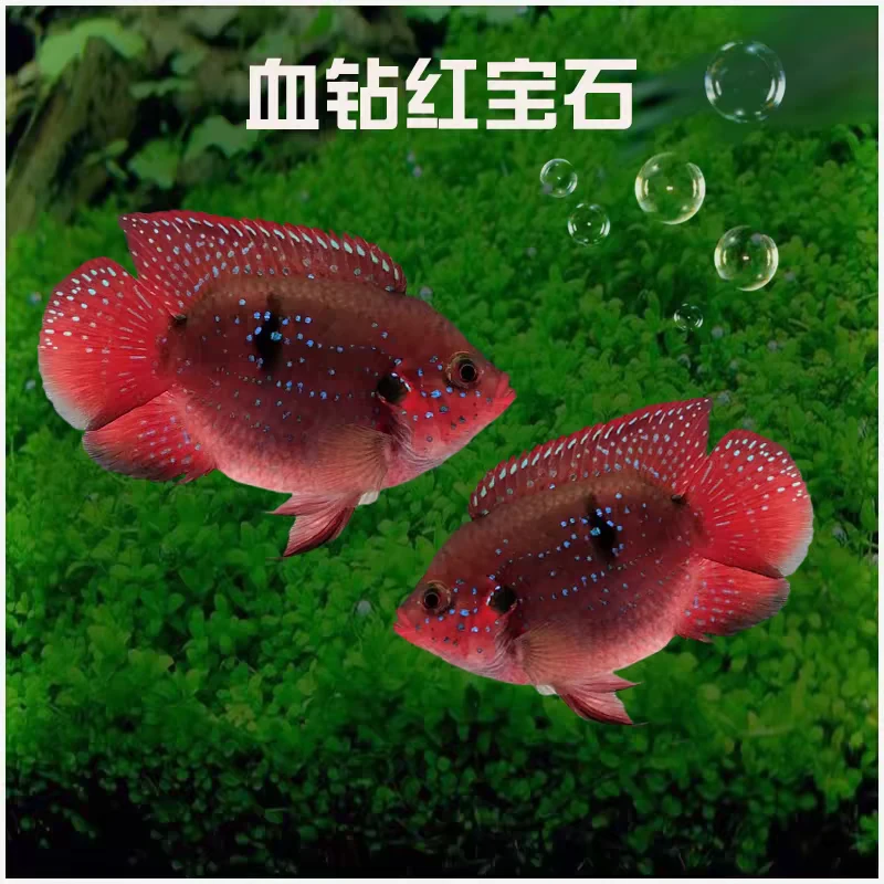 血钻宝石鱼好养稀有发色Q版血钻红宝石鱼皮实好养观赏鱼懒人鱼