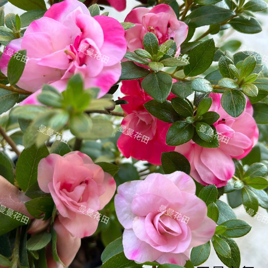 【天星之舞】杜鹃花杜鹃重瓣多色耐寒耐热好养