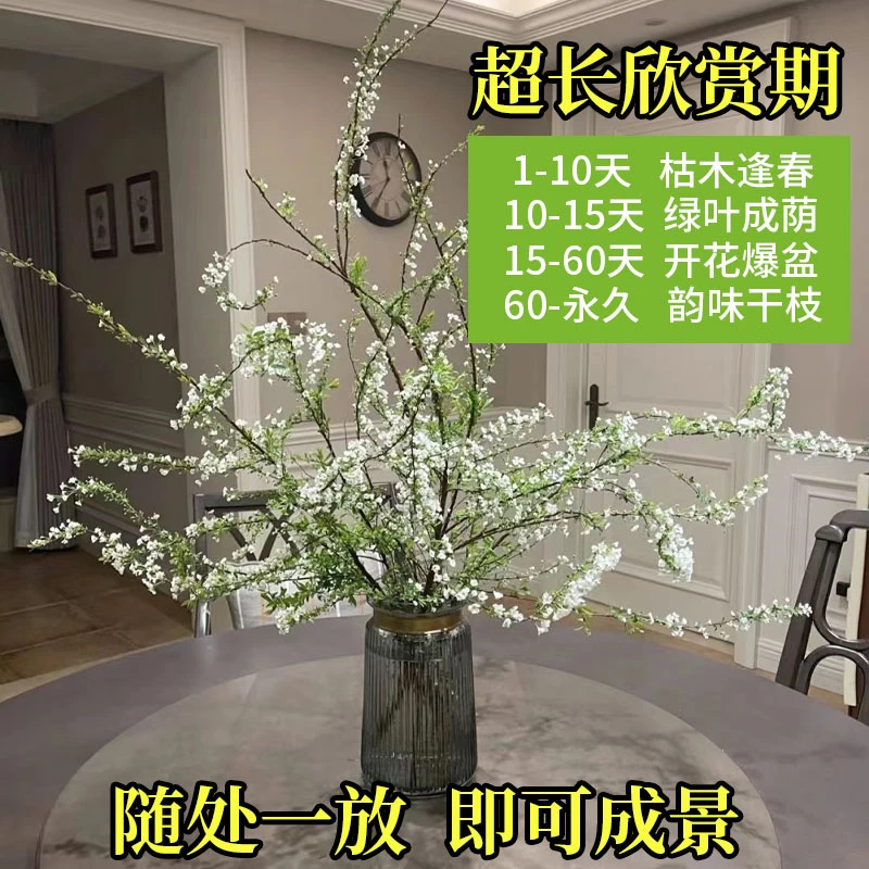 雪柳鲜枝干枝泡水开花冬季水培耐寒植物花卉遇水室内插花绿植水养