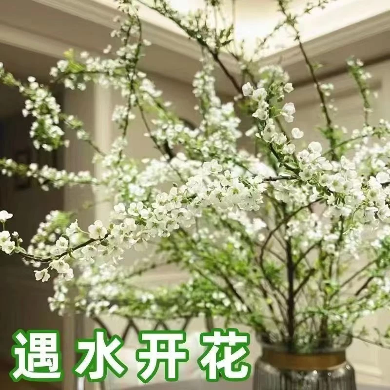 雪柳鲜枝水养水培植物室内好养绿植鲜枝懒人花卉干支插花遇水开花