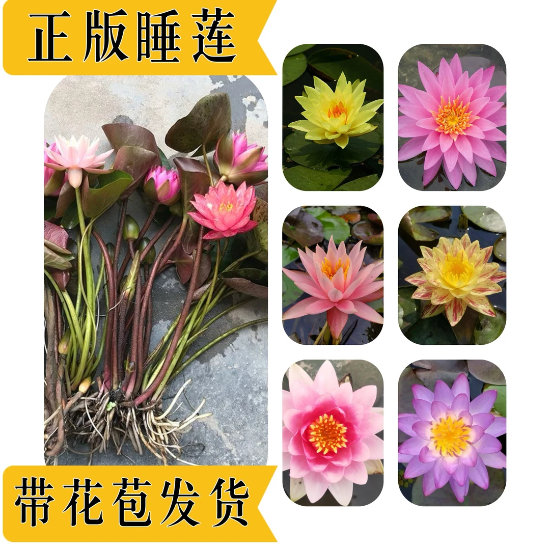 睡莲水培植物带花苞基地发货室内种植莲花开花植物大型植株一叶莲