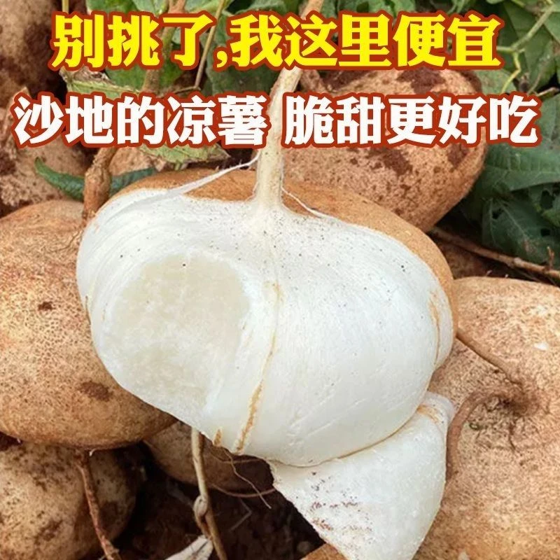 正宗贵州地萝卜新鲜水果凉薯地瓜现挖地萝卜脆甜多汁凉薯现挖现发