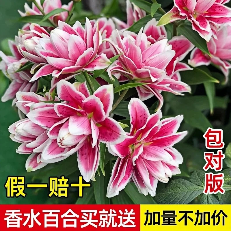 重瓣香水百合花种球四季好养活花苗花卉植物阳台盆栽进口可查验