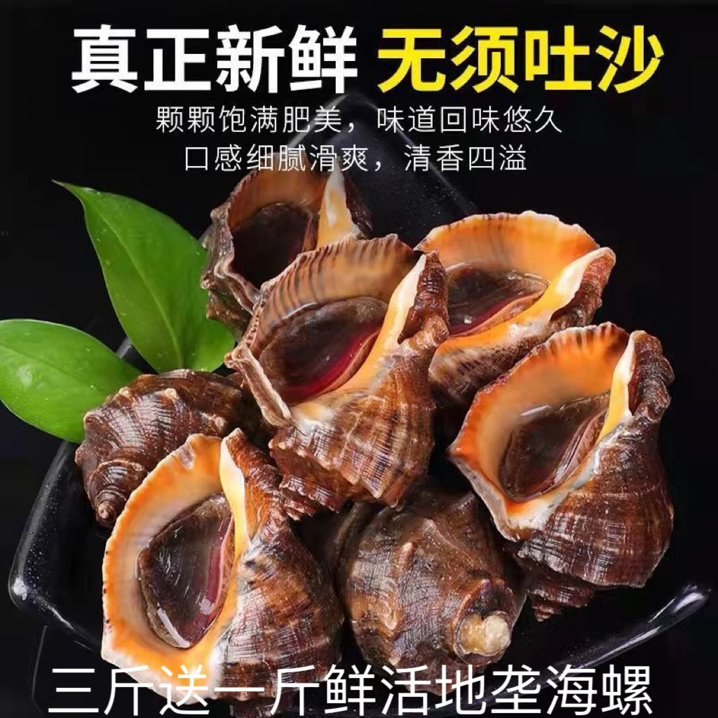 新鲜海捕海螺鲜活三斤送一斤干净肉厚饱满营养捕捞大海螺