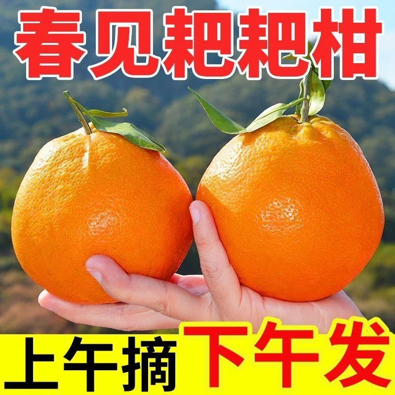 【四川春见耙耙柑】正宗四川眉山春见耙耙柑新鲜应季水果包邮M