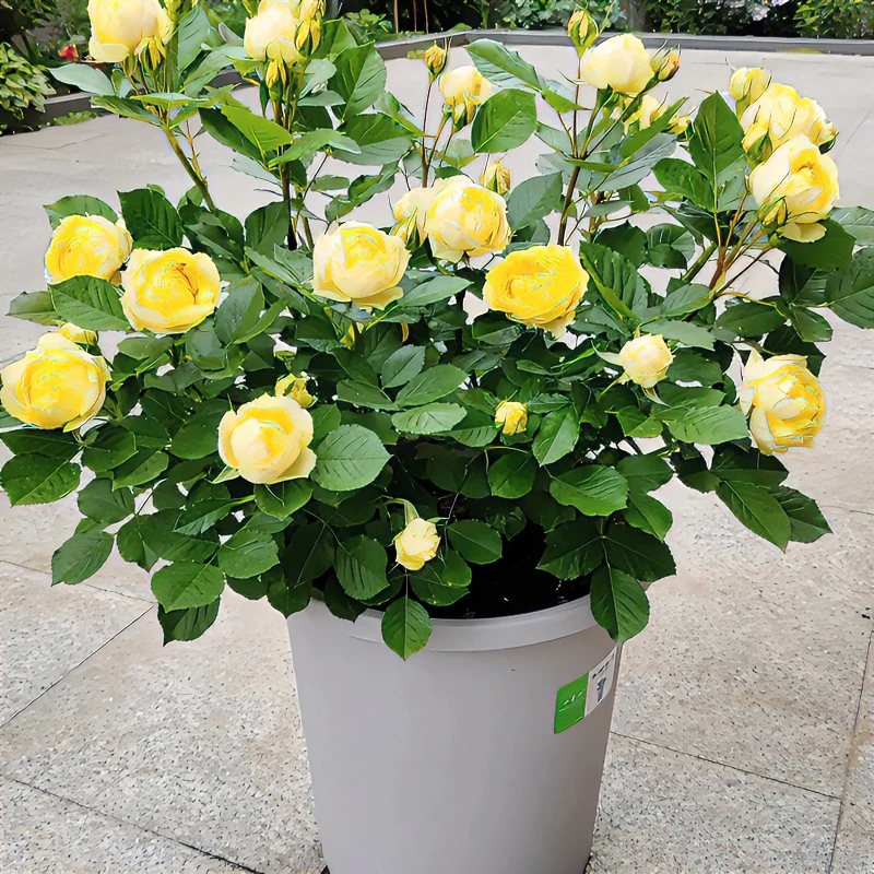 月季盆栽富贵金丝玫瑰花浓香大花微月四季开花阳台丰花月季花苗