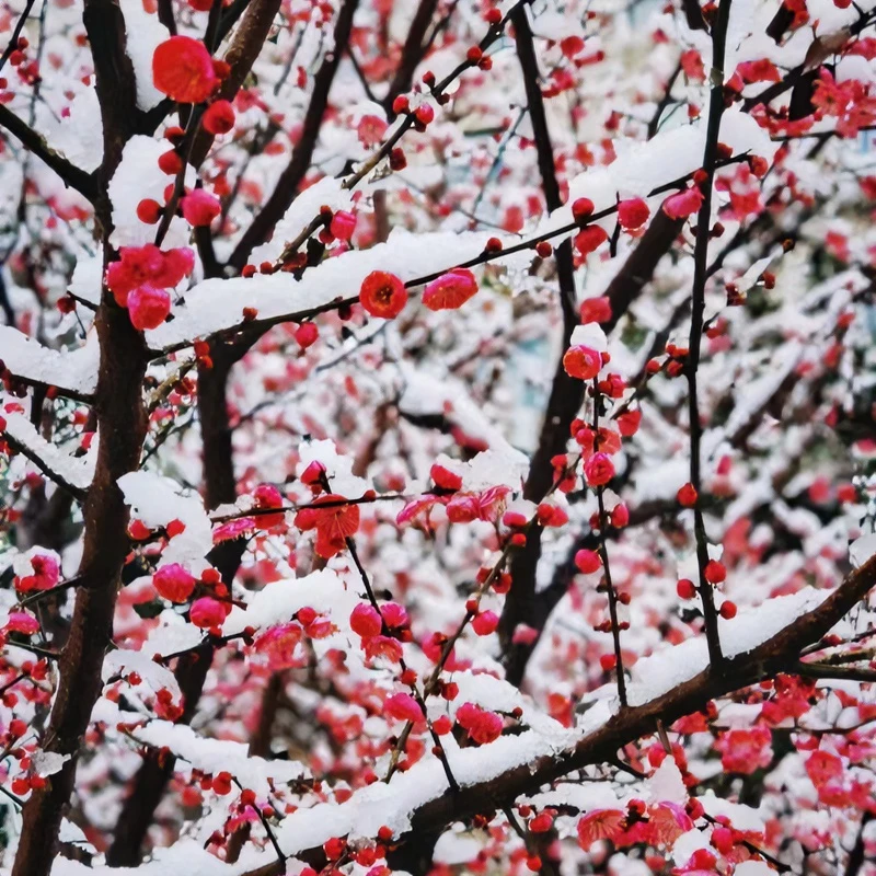 红梅花树苗盆栽老桩浓香原生高杆骨里红梅庭院耐寒冬季开花卉植物